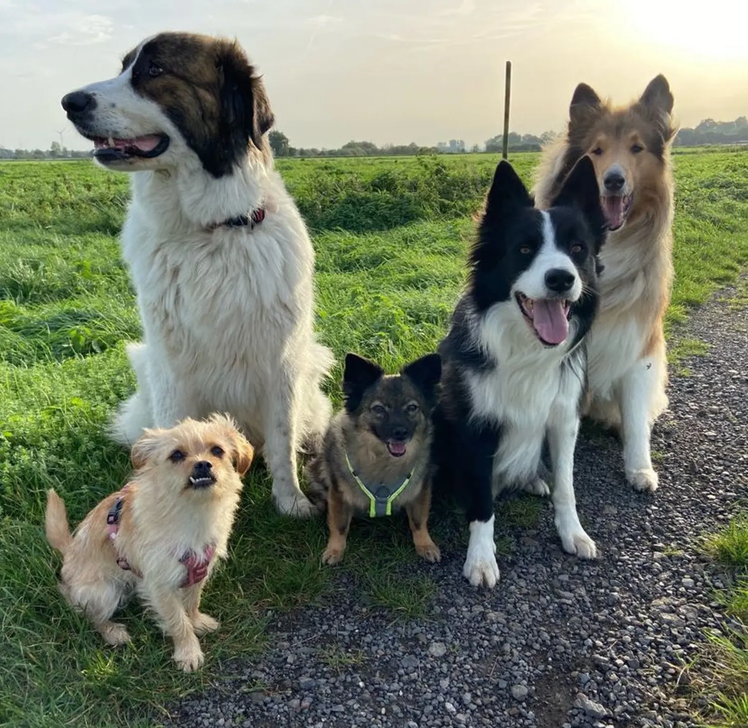 Hunde von Lübbe Dogs