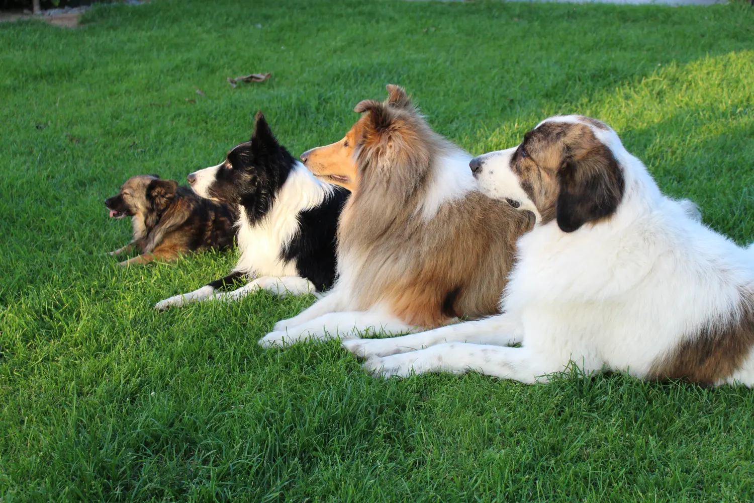 Hunde von Lübbe Dogs